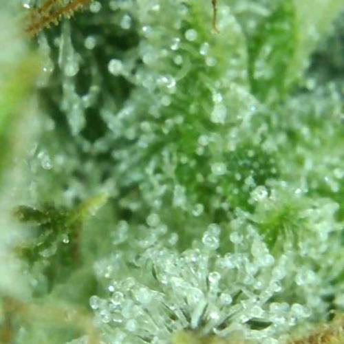 Illuminauto #53 - El Chemi Kiwi. Week 9