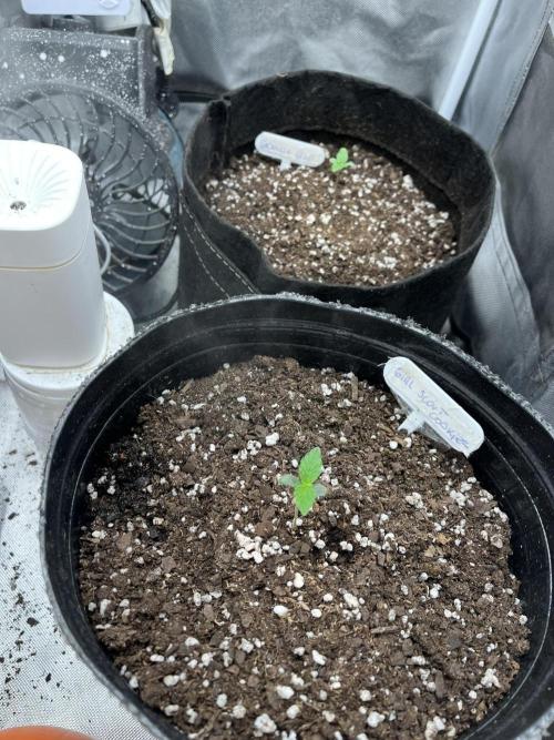 BSF 14/01/2026. Week 1