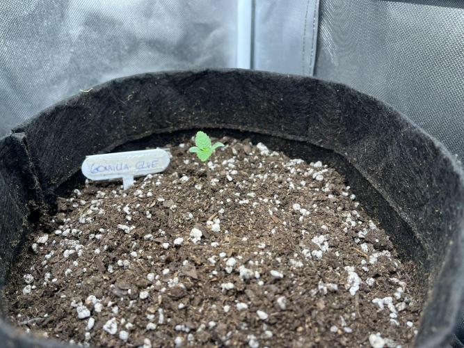 BSF 14/01/2026. Week 1