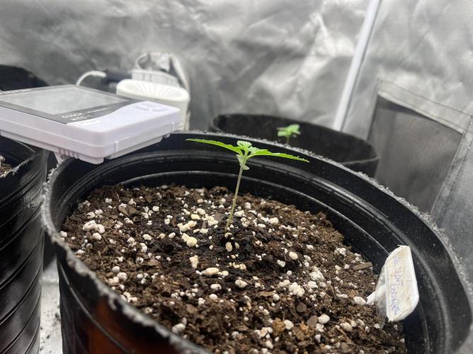 BSF 14/01/2026. Week 1