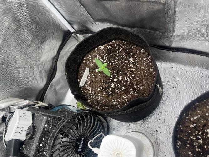 BSF 14/01/2026. Week 1