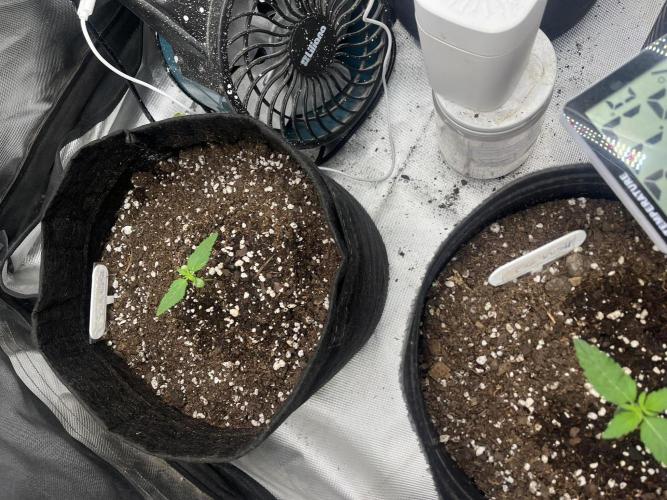 BSF 14/01/2026. Week 1