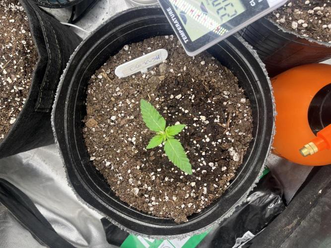 BSF 14/01/2026. Week 1