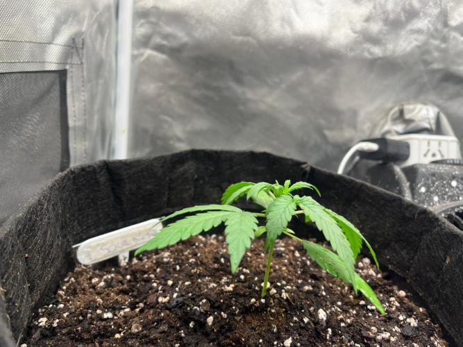 BSF 14/01/2026. Week 2