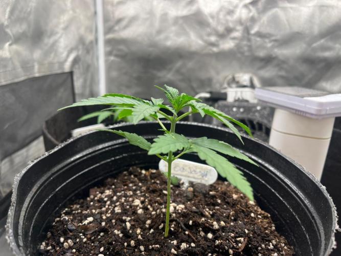 BSF 14/01/2026. Week 2