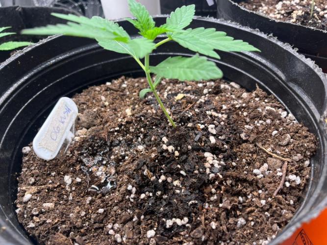 BSF 14/01/2026. Week 2