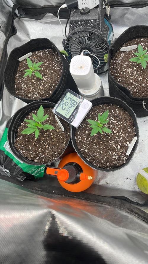 BSF 14/01/2026. Week 2