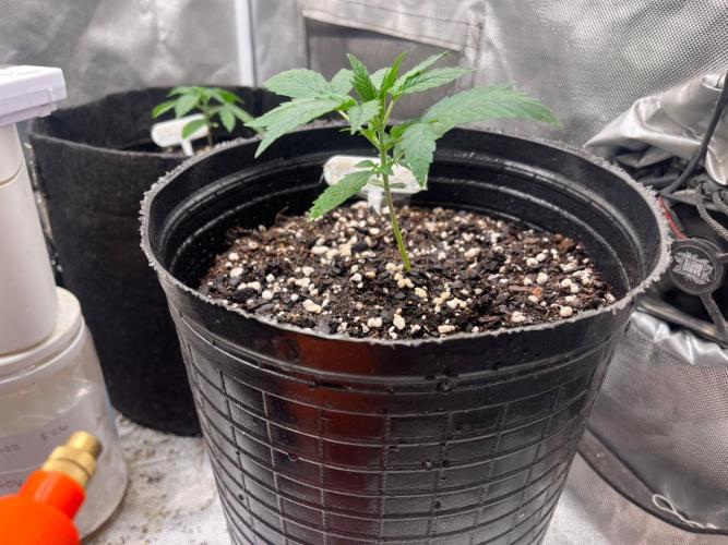 BSF 14/01/2026. Week 2