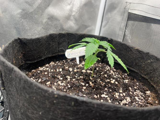 BSF 14/01/2026. Week 2