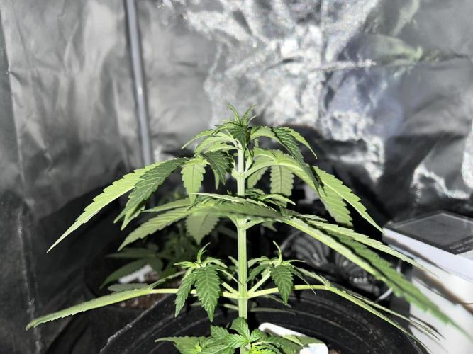 BSF 14/01/2026. Week 3