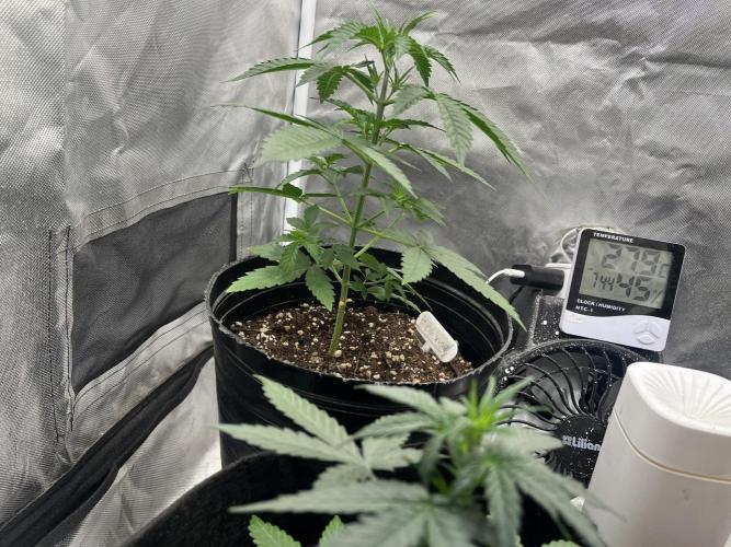 BSF 14/01/2026. Week 3