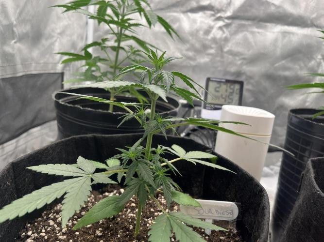 BSF 14/01/2026. Week 3