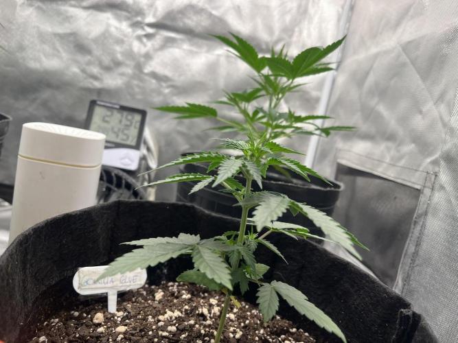 BSF 14/01/2026. Week 3