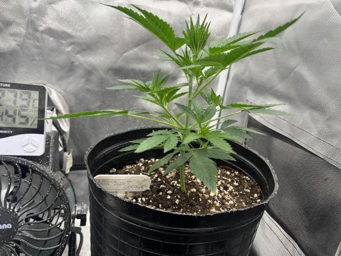 BSF 14/01/2026. Week 3