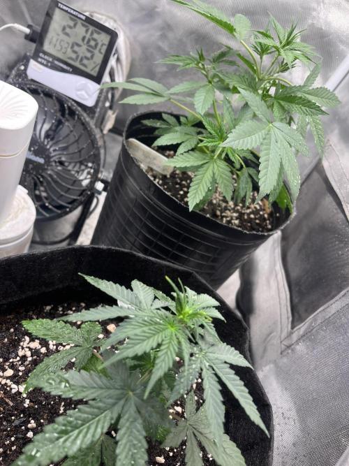 BSF 14/01/2026. Week 4