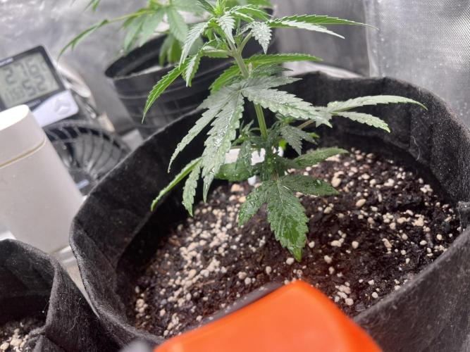 BSF 14/01/2026. Week 4