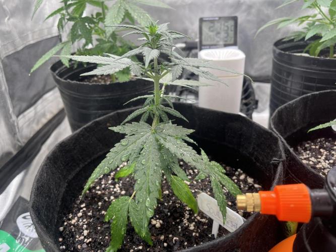 BSF 14/01/2026. Week 4