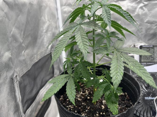 BSF 14/01/2026. Week 4