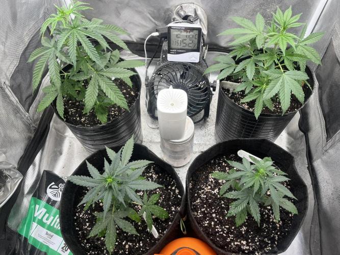 BSF 14/01/2026. Week 4