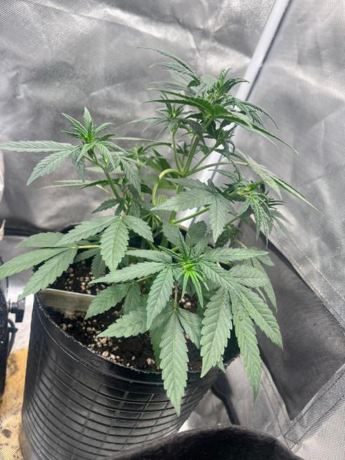 BSF 14/01/2026. Week 4