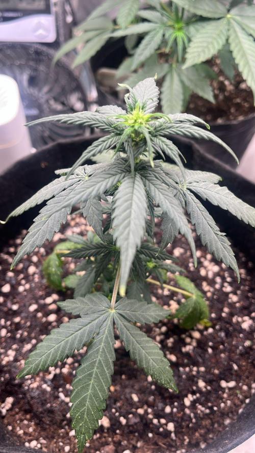 BSF 14/01/2026. Week 4