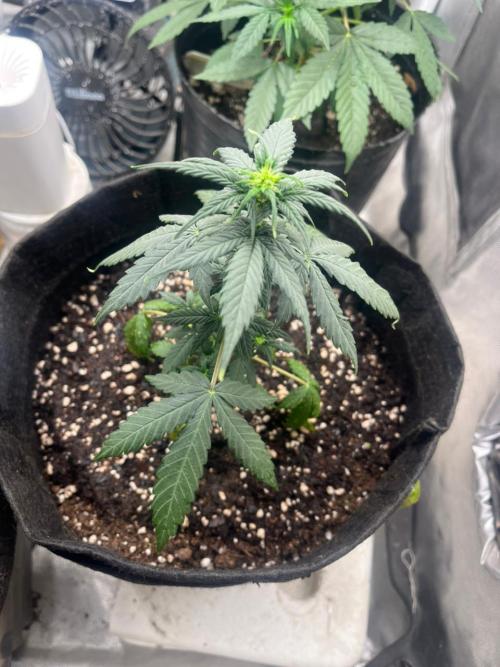 BSF 14/01/2026. Week 4