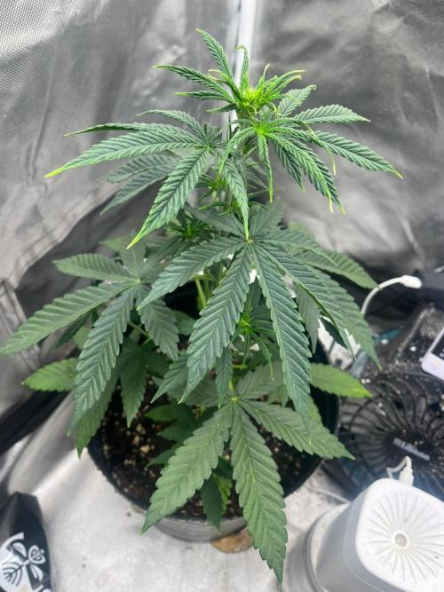 BSF 14/01/2026. Week 4