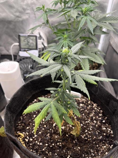 BSF 14/01/2026. Week 5