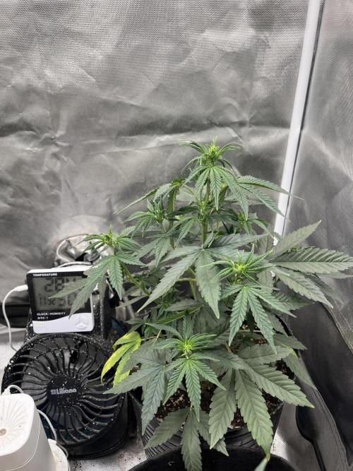 BSF 14/01/2026. Week 5