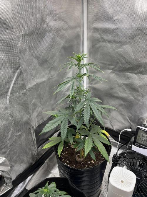 BSF 14/01/2026. Week 5