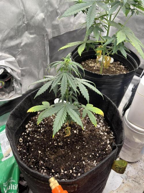 BSF 14/01/2026. Week 5