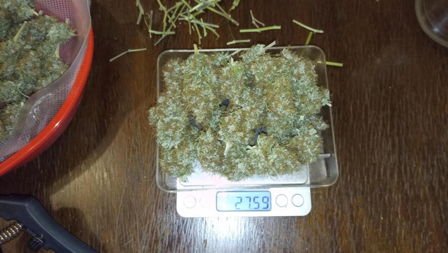Lemon OG - Freebie by SuperSativaSeedClub. Week 13 - 30/12/2024 first dry weight