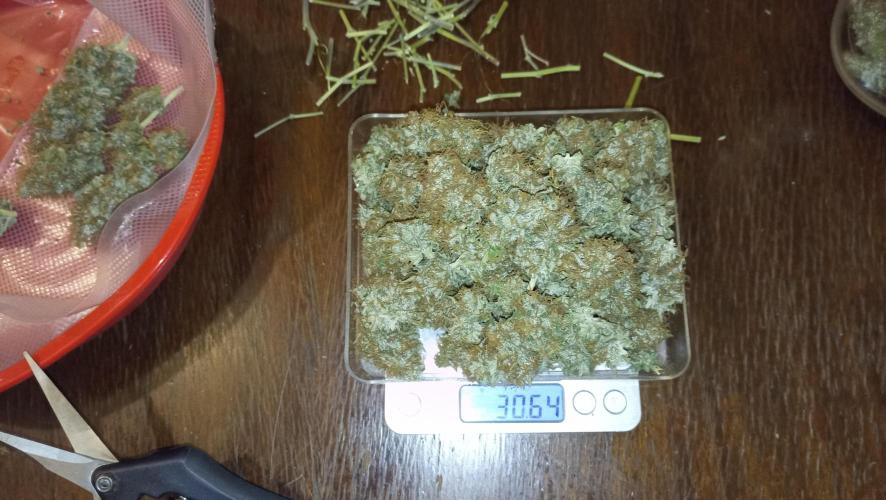 Lemon OG - Freebie by SuperSativaSeedClub. Week 13 - 30/12/2024 second dry weight