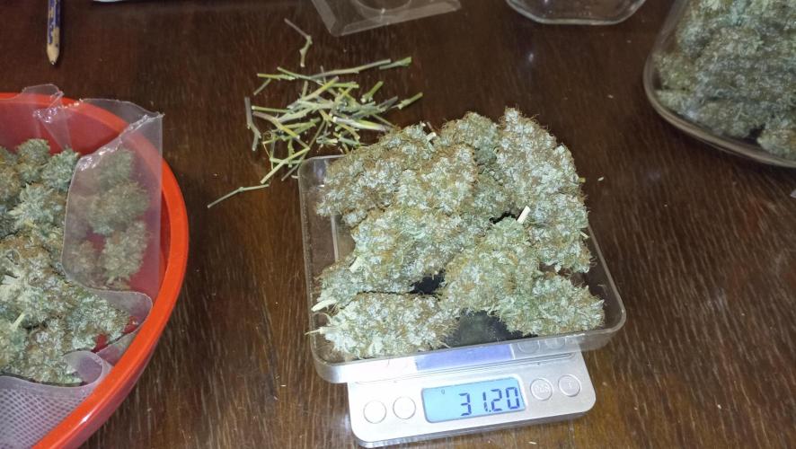 Lemon OG - Freebie by SuperSativaSeedClub. Week 13 - 30/12/2024 third dry weight