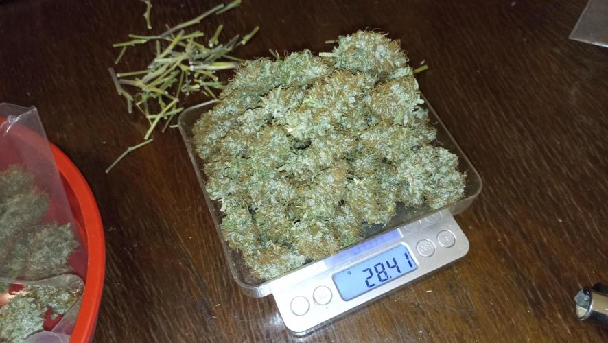 Lemon OG - Freebie by SuperSativaSeedClub. Week 13 - 30/12/2024 fourth dry weight