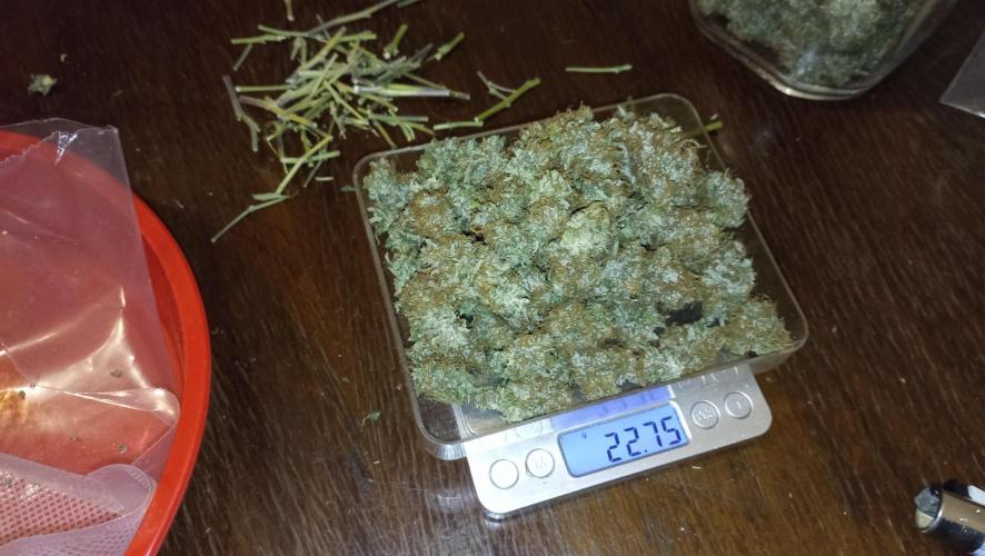 Lemon OG - Freebie by SuperSativaSeedClub. Week 13 - 30/12/2024 fifth dry weight