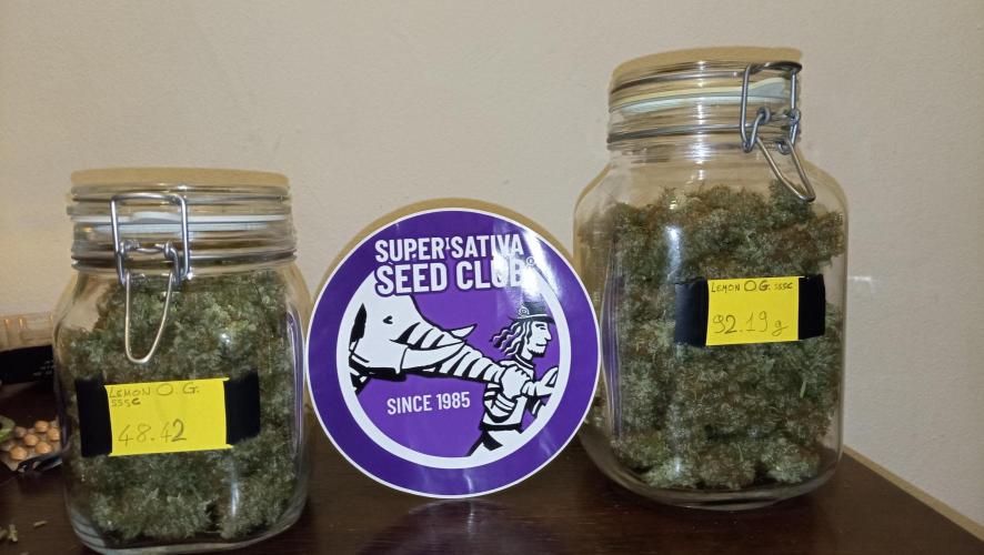 Lemon OG - Freebie by SuperSativaSeedClub. Week 13 - 30/12/2024
Thanks Super Sativa Seed Club