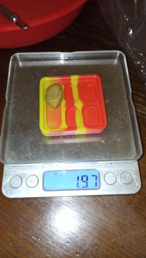 Lemon OG - Freebie by SuperSativaSeedClub. Week 13 - DHO fresh frozen