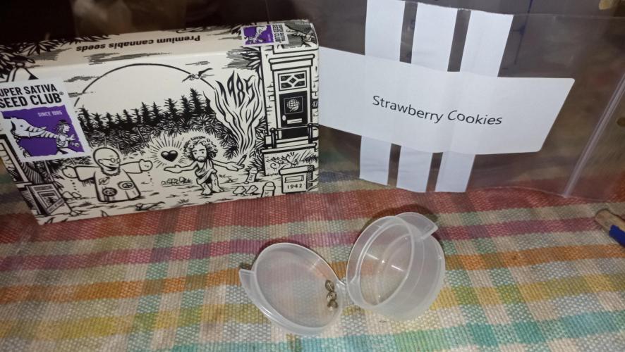 Strawberry Cookies - sponsored by SSSC. Week 0 - 28/10/2025