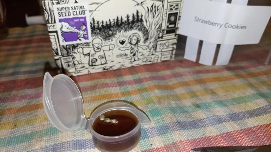 Strawberry Cookies - sponsored by SSSC. Week 0 - 28/10/2025