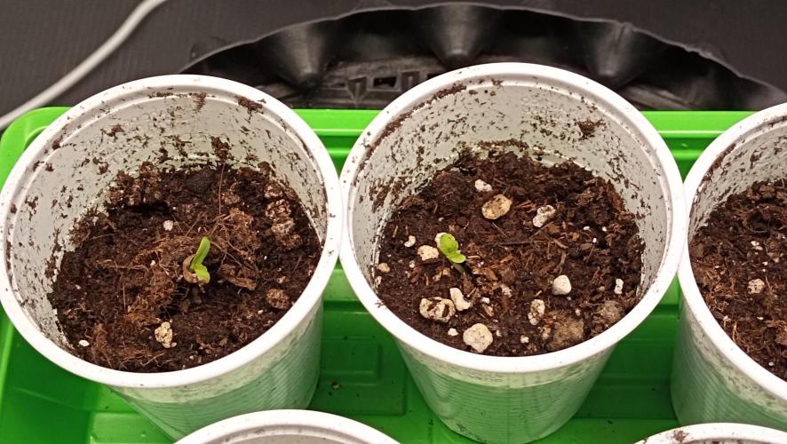 Strawberry Cookies - sponsored by SSSC. Week 0 - 31/10/2025