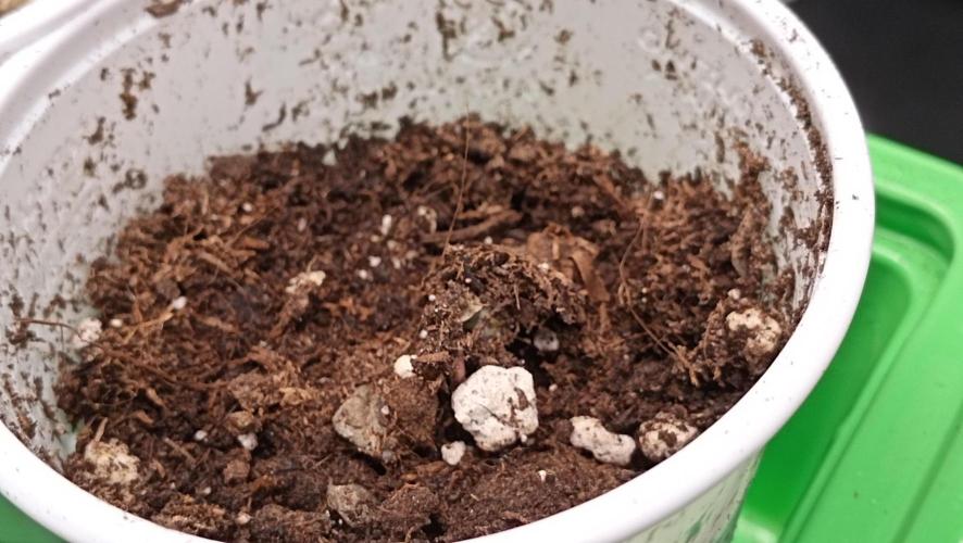 Strawberry Cookies - sponsored by SSSC. Week 0 - 31/10/2025