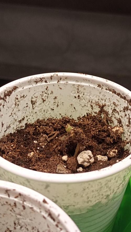 Strawberry Cookies - sponsored by SSSC. Week 0 - 01/11/2025