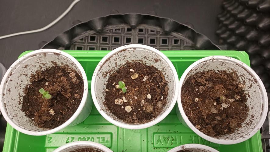 Strawberry Cookies - sponsored by SSSC. Week 0 - 01/11/2025