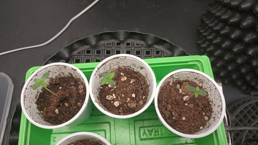 Strawberry Cookies - sponsored by SSSC. Week 0 - 02/11/2025