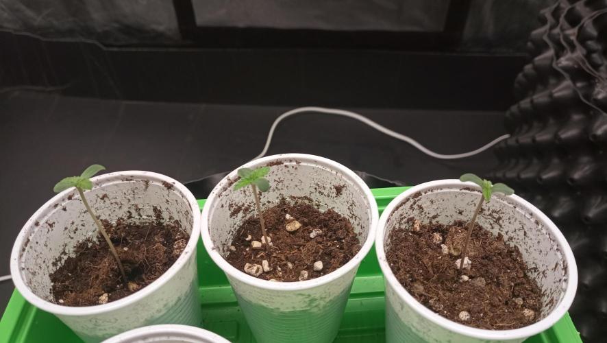 Strawberry Cookies - sponsored by SSSC. Week 0 - 02/11/2025