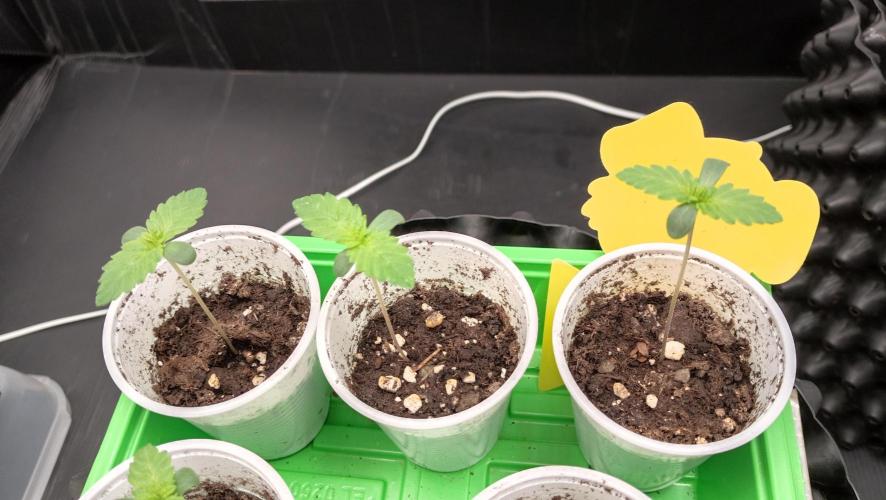 Strawberry Cookies - sponsored by SSSC. Week 0 - 05/11/2025