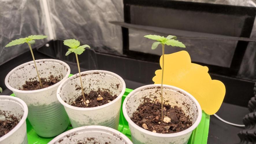 Strawberry Cookies - sponsored by SSSC. Week 0 - 05/11/2025