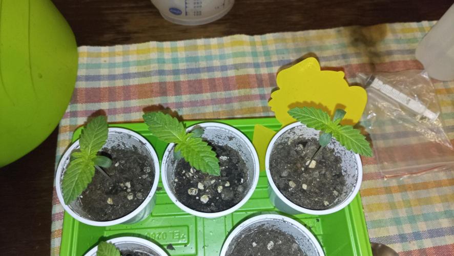 Strawberry Cookies - sponsored by SSSC. Week 0 - 06/11/2025