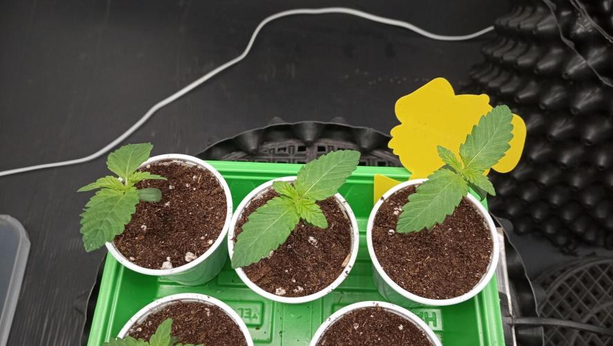 Strawberry Cookies - sponsored by SSSC. Week 0 - 08/11/2025